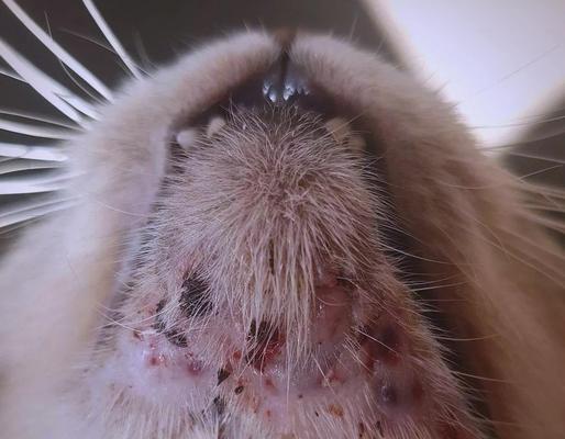 猫咪下巴黑头，是否可以挤破？（了解猫咪下巴黑头的成因及处理方法）(图1)
