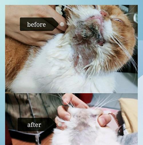 猫咪下巴黑头，是否可以挤破？（了解猫咪下巴黑头的成因及处理方法）(图2)