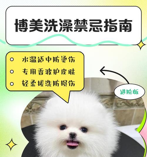 解决博美犬掉毛严重的方法（如何改善博美掉毛？）(图1)