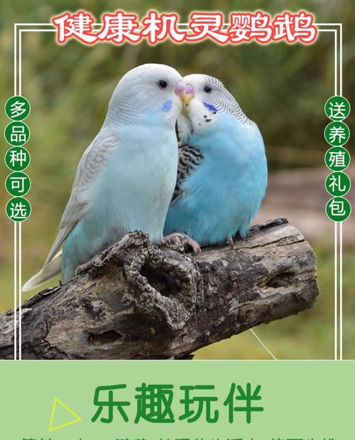 以网友（教你用0.13元买一只虎皮鹦鹉，省钱养宠物的秘诀） - 新生家伴