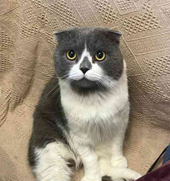 以折耳的猫有哪些品种？（探索折耳猫的多样性） - 新生家伴