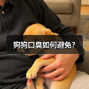 狗狗口臭如何避免？(图2)