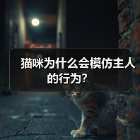 猫咪为什么会模仿主人的行为？(图4)