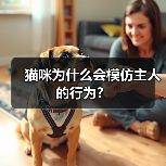 猫咪为什么会模仿主人的行为？(图3)