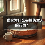 猫咪为什么会模仿主人的行为？(图2)