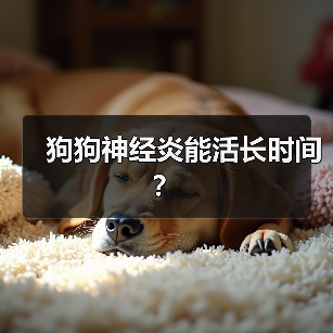 狗狗神经炎能活长时间? 狗狗神经炎能活长时间?(图2)