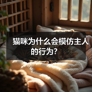 猫咪为什么会模仿主人的行为？(图3)