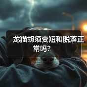 龙猫胡须变短和脱落正常吗？ - 新生家伴
