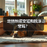龙猫胡须变短和脱落正常吗？(图4)