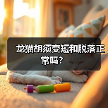 龙猫胡须变短和脱落正常吗？(图3)