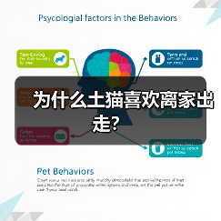 为什么土猫喜欢离家出走? 为什么土猫喜欢离家出走?(图2)