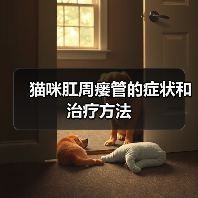 猫咪肛周瘘管的症状和治疗方法 猫咪肛周瘘管的症状和治疗方法(图3)