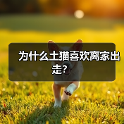 为什么土猫喜欢离家出走？ - 新生家伴
