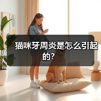 猫咪牙周炎是怎么引起的？(图1)