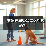 猫咪牙周炎是怎么引起的？(图2)