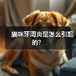 猫咪牙周炎是怎么引起的？ - 新生家伴