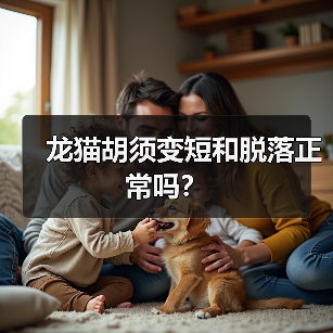 龙猫胡须变短和脱落正常吗？(图2)