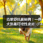 克维舒抗菌病例 | 一例犬跳蚤叮咬性皮炎（FAD）的病例分析(图2)