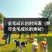 金毛成长的时间表(探寻金毛成长的奥秘)(图3) 金毛成长的时间表(探寻金毛成长的奥秘)(图3)