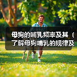 母狗的哺乳频率及其（了解母狗哺乳的规律及喂养注意事项）(图2)
