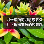 以坐车猫可以憋尿多久？（揭秘猫咪的尿意忍耐能力）(图2)