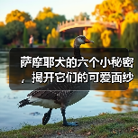 萨摩耶犬的六个小秘密，揭开它们的可爱面纱（了解这些秘密，你会更爱萨摩耶！）(图3)