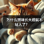 为什么猫咪长大后就不粘人了? 为什么猫咪长大后就不粘人了?(图4)