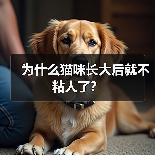 为什么猫咪长大后就不粘人了？ - 新生家伴
