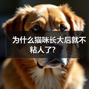 为什么猫咪长大后就不粘人了? 为什么猫咪长大后就不粘人了?(图2)
