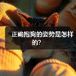 正确抱狗的姿势是怎样的？ - 新生家伴