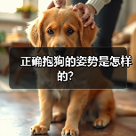 正确抱狗的姿势是怎样的? 正确抱狗的姿势是怎样的?(图2)