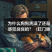 为什么狗狗洗澡了还是感觉臭臭的？（肛门腺问题可能是原因）(图2)