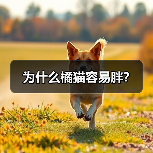 为什么橘猫容易胖?(图2) 为什么橘猫容易胖?(图2)