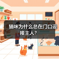 猫咪为什么总在门口迎接主人？(图3)