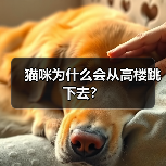 猫咪为什么会从高楼跳下去？(图2)