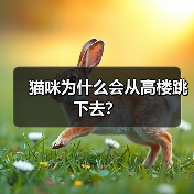 猫咪为什么会从高楼跳下去？(图3)