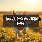猫咪为什么会从高楼跳下去？(图4)