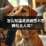 怎么知道流浪猫想不想拥有主人呢？(图3)