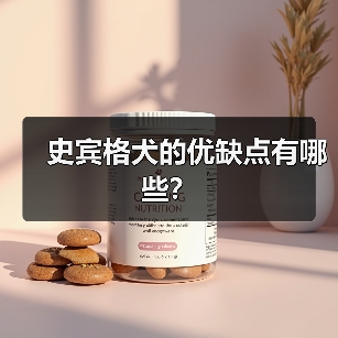 史宾格犬的优缺点有哪些？(图3)