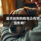 夏天给狗狗剃毛会有哪些影响？(图4)