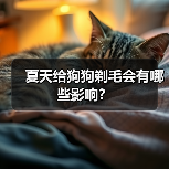 夏天给狗狗剃毛会有哪些影响？(图2)