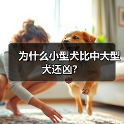 为什么小型犬比中大型犬还凶？(图1)