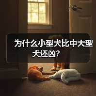 为什么小型犬比中大型犬还凶？(图3)
