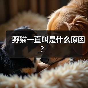 野猫一直叫是什么原因？(图3)