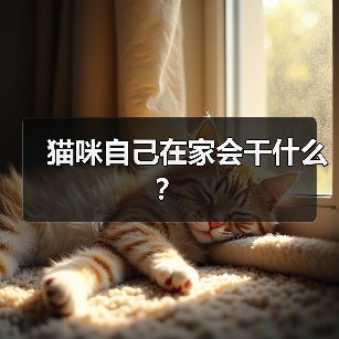 猫咪自己在家会干什么？ - 新生家伴