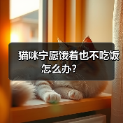 猫咪宁愿饿着也不吃饭怎么办？(图4)