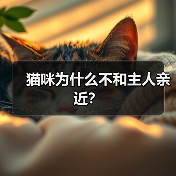 猫咪为什么不和主人亲近？(图2)