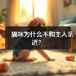 猫咪为什么不和主人亲近？(图3)