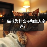 猫咪为什么不和主人亲近？(图4)