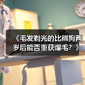 《毛发剃光的比熊狗两岁后能否重获爆毛？》（从无毛到爆毛，比熊狗恢复蓬松毛发的秘密揭秘！）(图4)